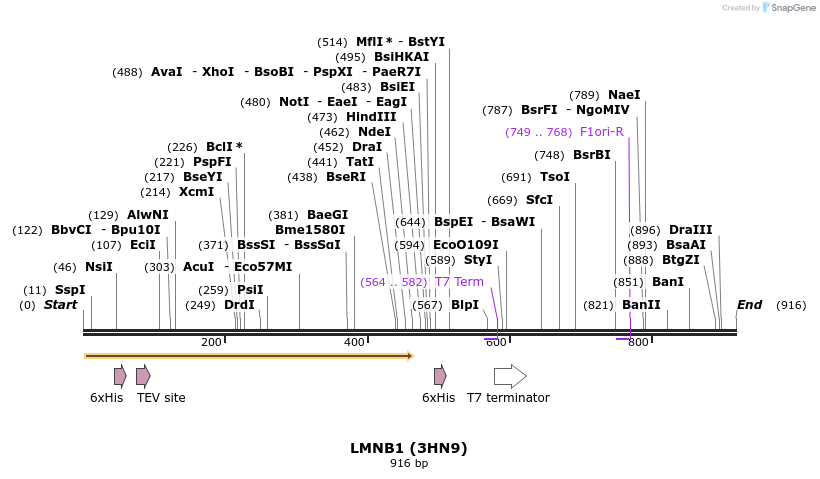 31255_map