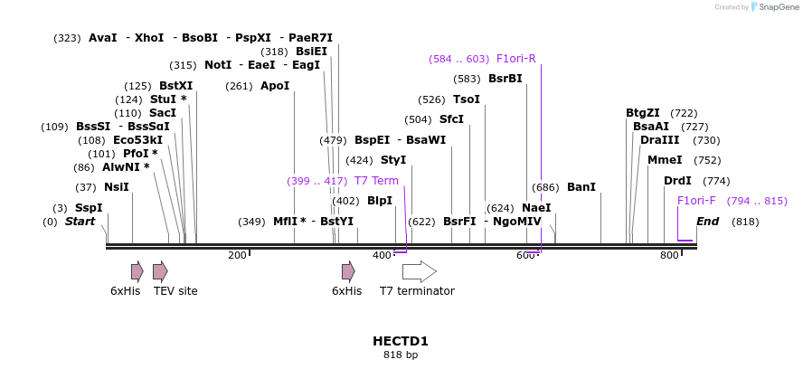 31262_map