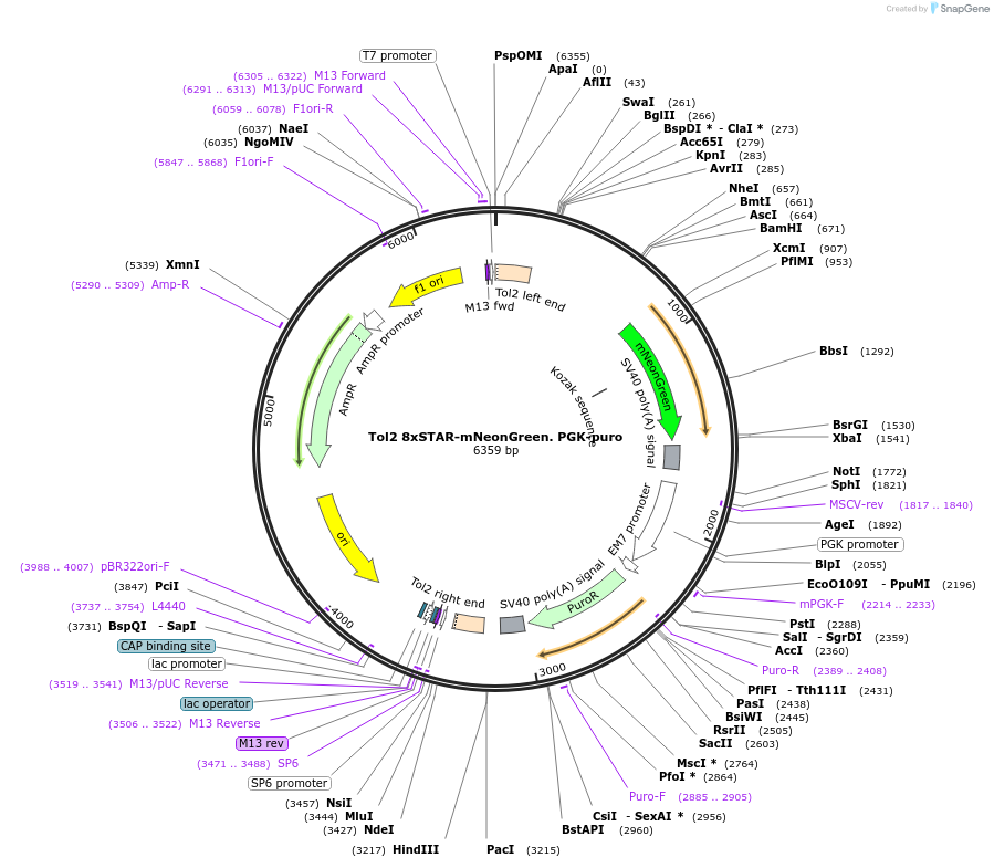 136255-plasmid-map-sequence-id-312894