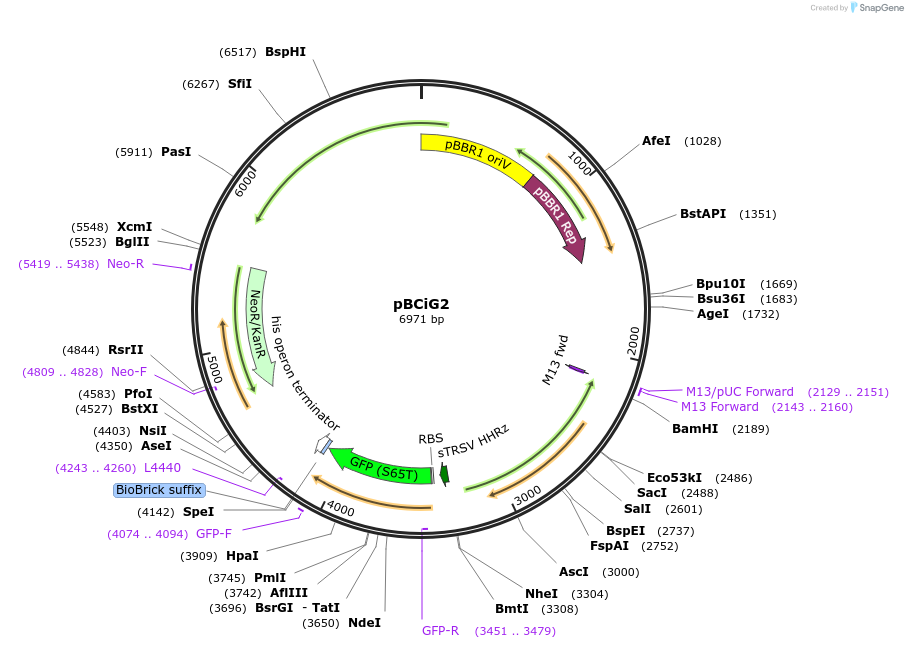 149470-plasmid-map-sequence-id-312895
