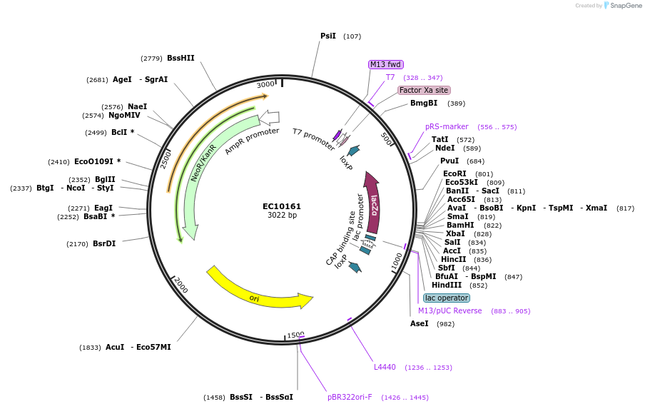 154060-plasmid-map-sequence-id-312901