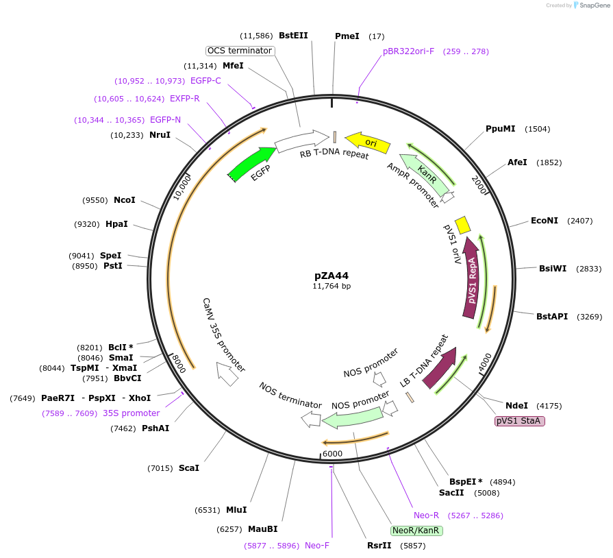 158522-plasmid-map-sequence-id-312903
