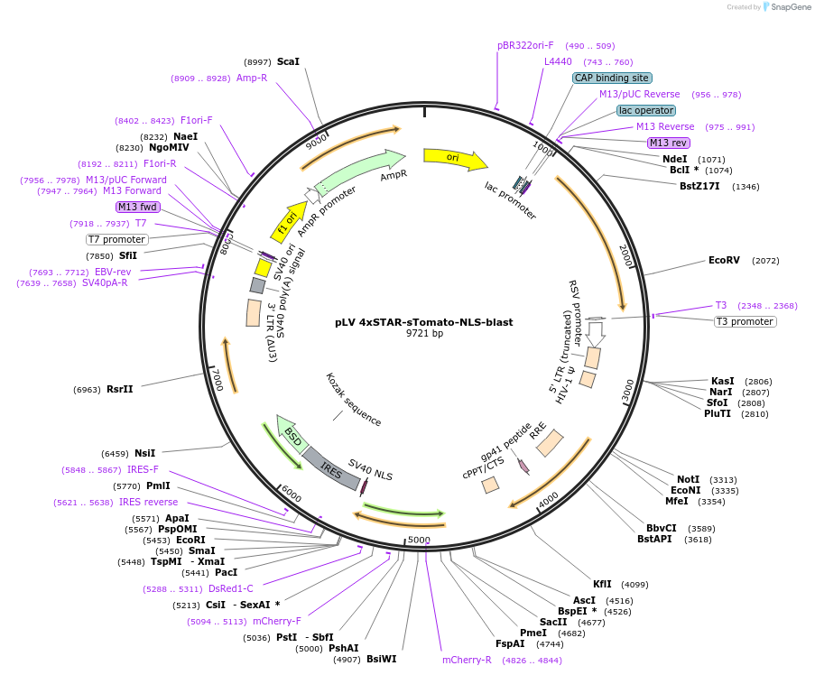 136259-plasmid-map-sequence-id-312907