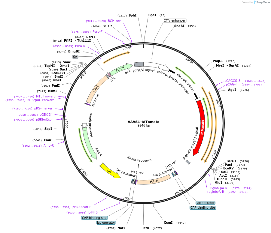 159275-plasmid-map-sequence-id-312908
