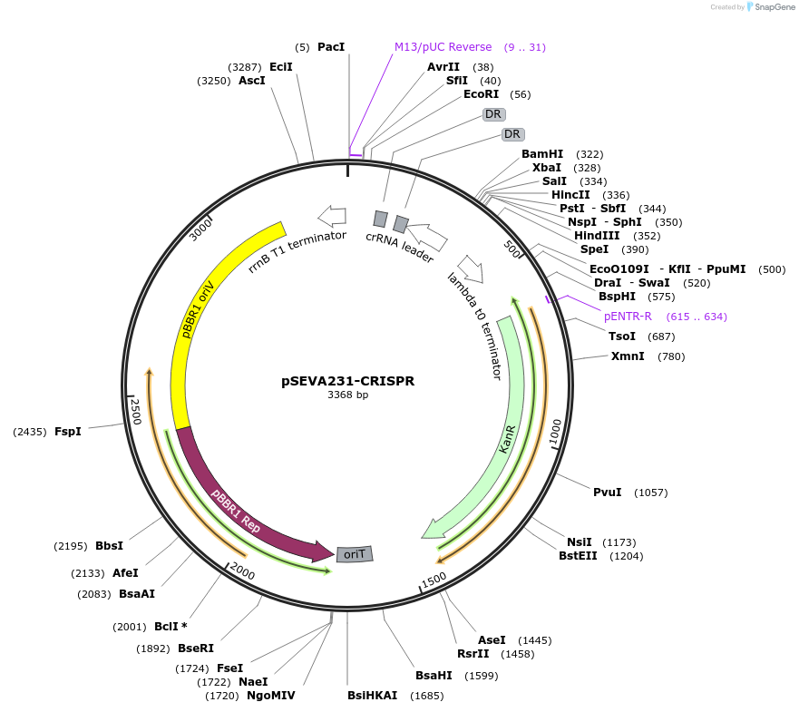 138712-plasmid-map-sequence-id-312915