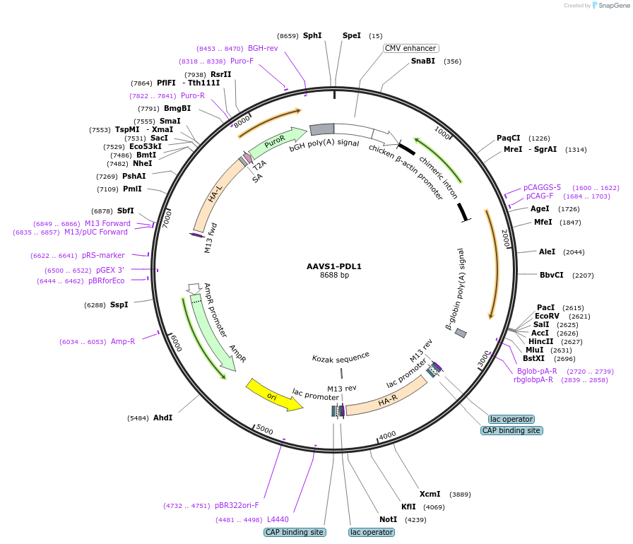 159280-plasmid-map-sequence-id-312917