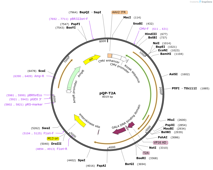 102583-plasmid-map-sequence-id-312918
