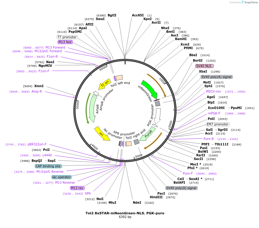 136262-plasmid-map-sequence-id-312920