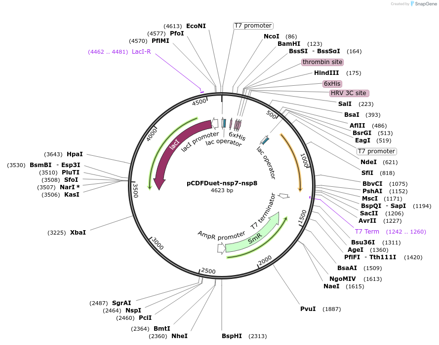 159092-plasmid-map-sequence-id-312923