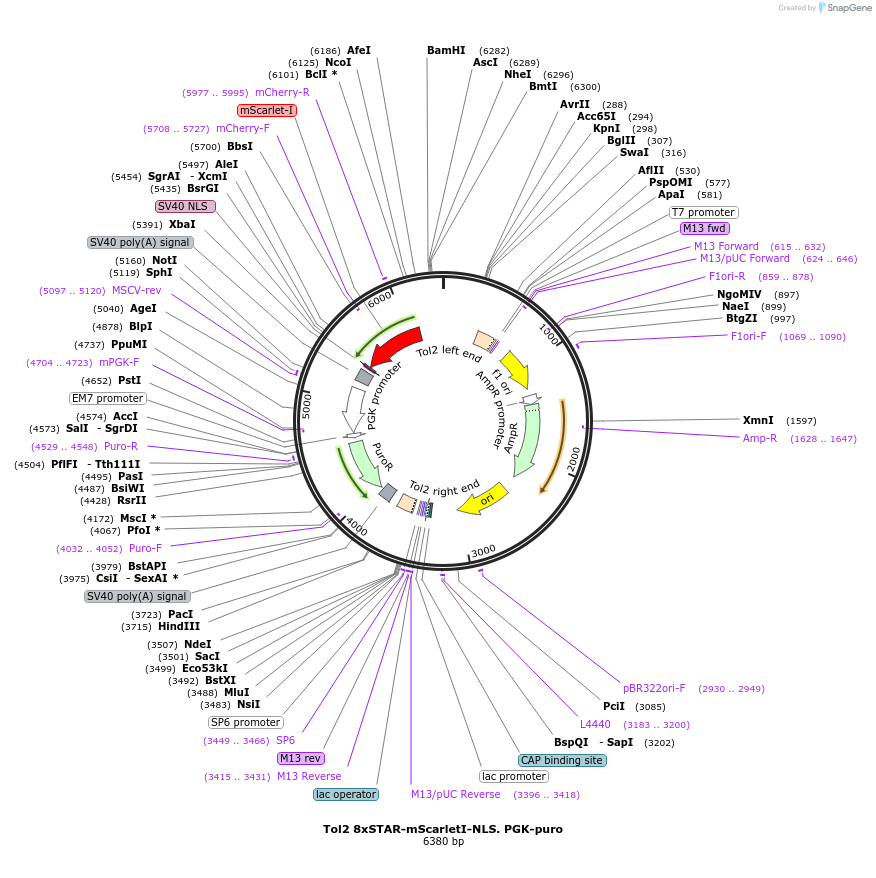 136263-plasmid-map-sequence-id-312924