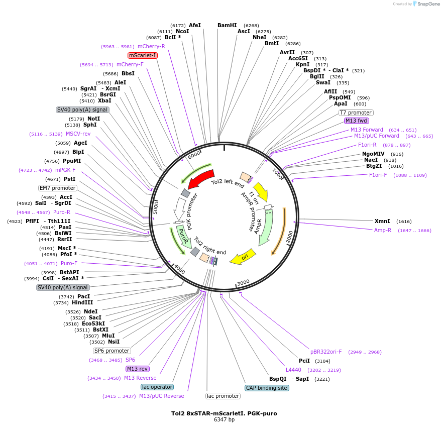 136266-plasmid-map-sequence-id-312929