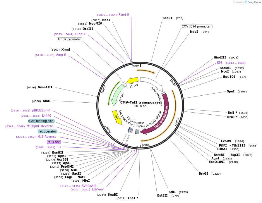 158774-plasmid-map-sequence-id-312935