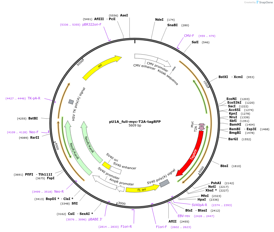 140264-plasmid-map-sequence-id-312939