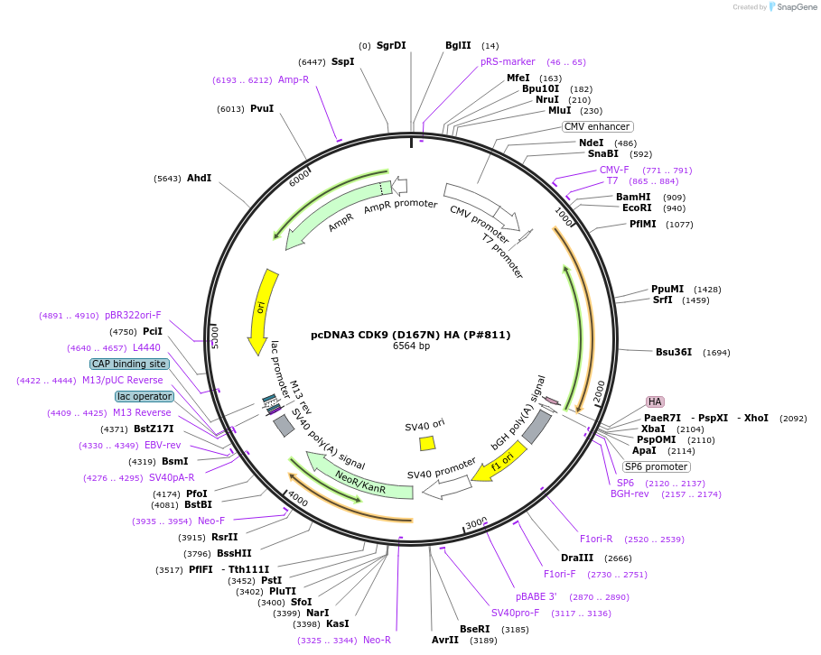 14641-plasmid-map-sequence-id-312941