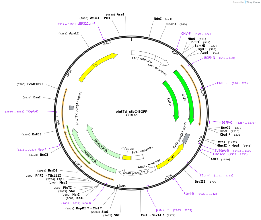 140266-plasmid-map-sequence-id-312946