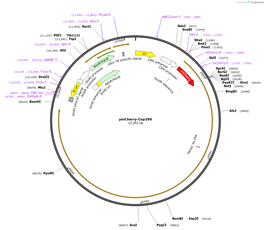 27380-plasmid-map-sequence-id-312947