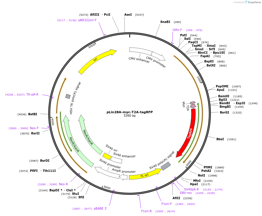 140267-plasmid-map-sequence-id-312948
