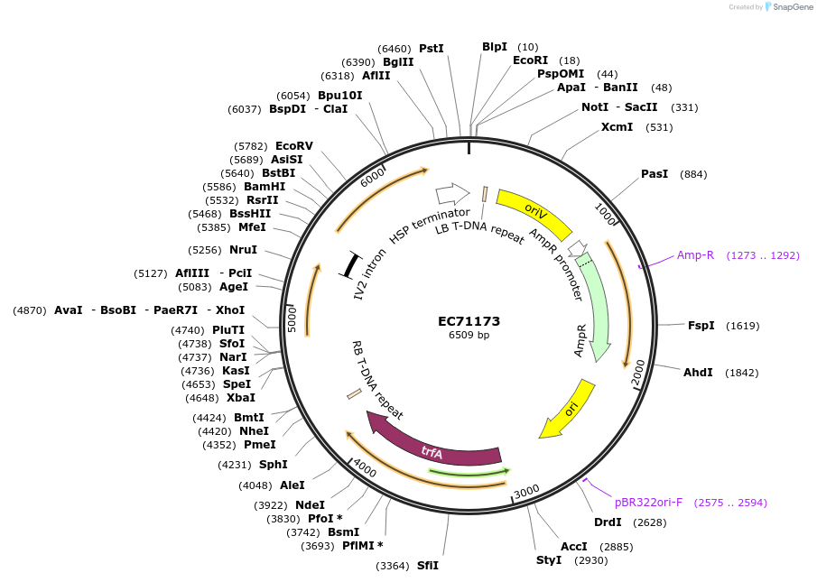 154061-plasmid-map-sequence-id-312949