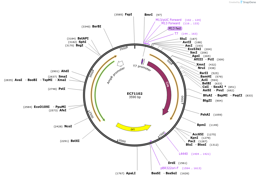 154065-plasmid-map-sequence-id-312953