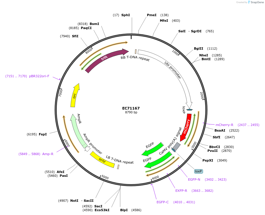 154066-plasmid-map-sequence-id-312954