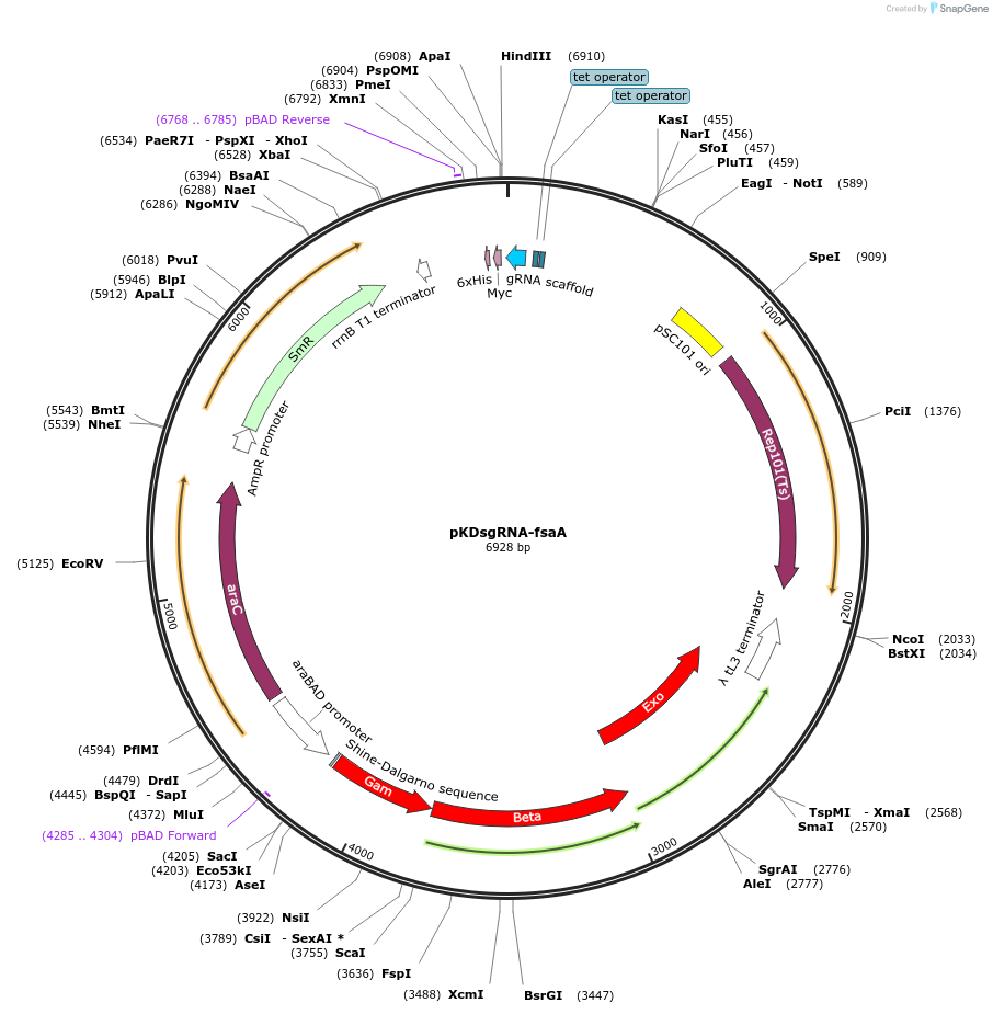 102286-plasmid-map-sequence-id-312955