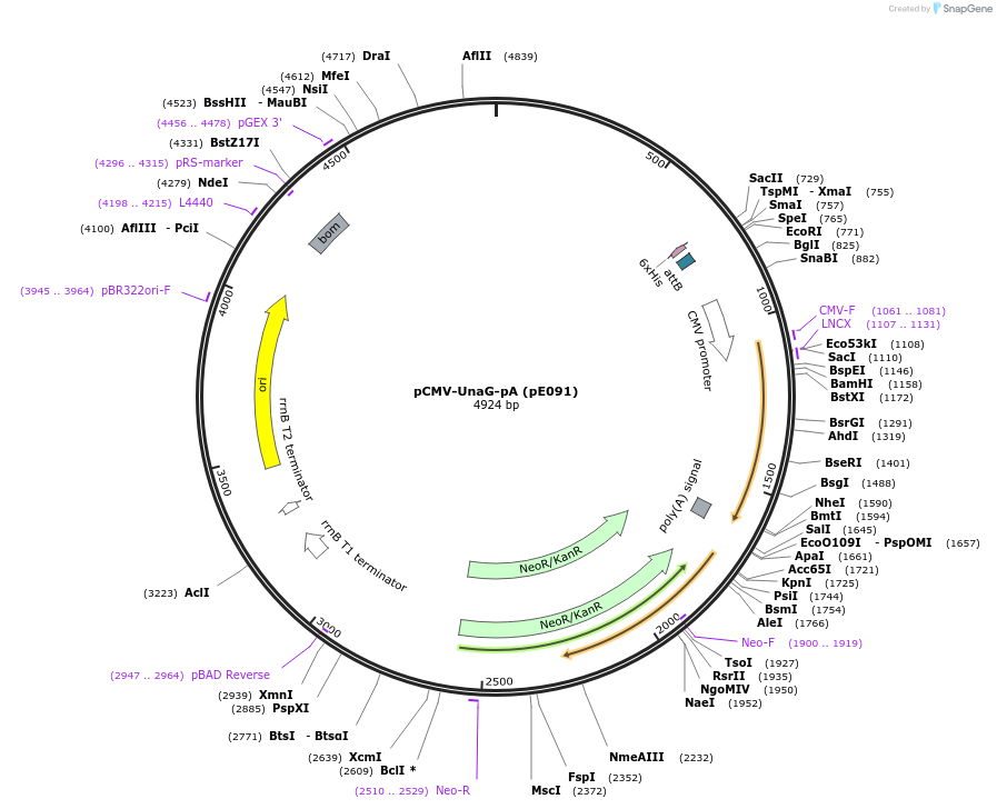 149354-plasmid-map-sequence-id-312959