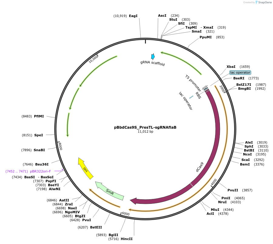 149645-plasmid-map-sequence-id-312974