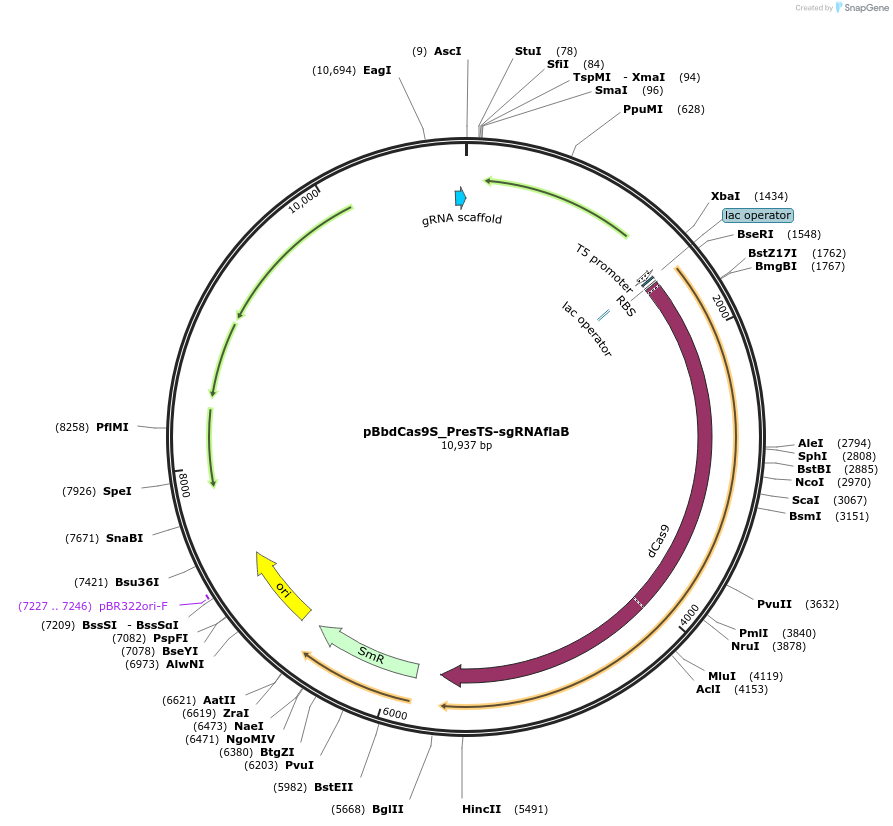 149644-plasmid-map-sequence-id-312975