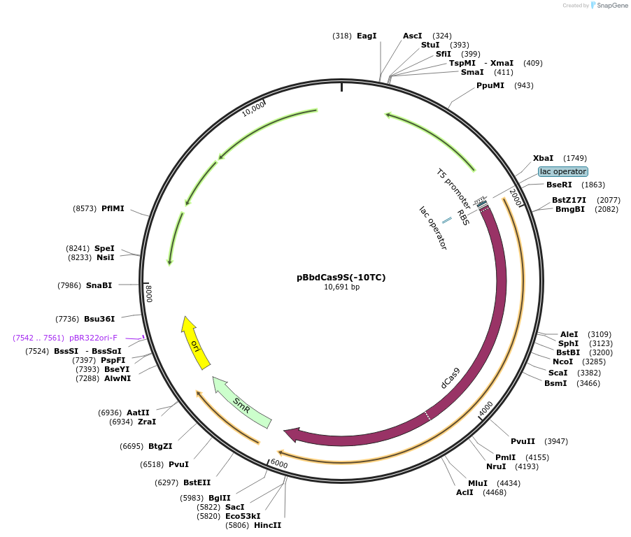 149581-plasmid-map-sequence-id-312976