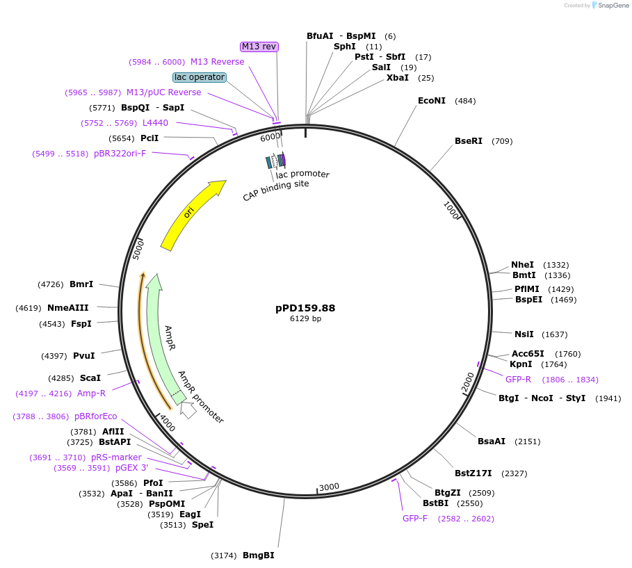 1707-plasmid-map-sequence-id-313