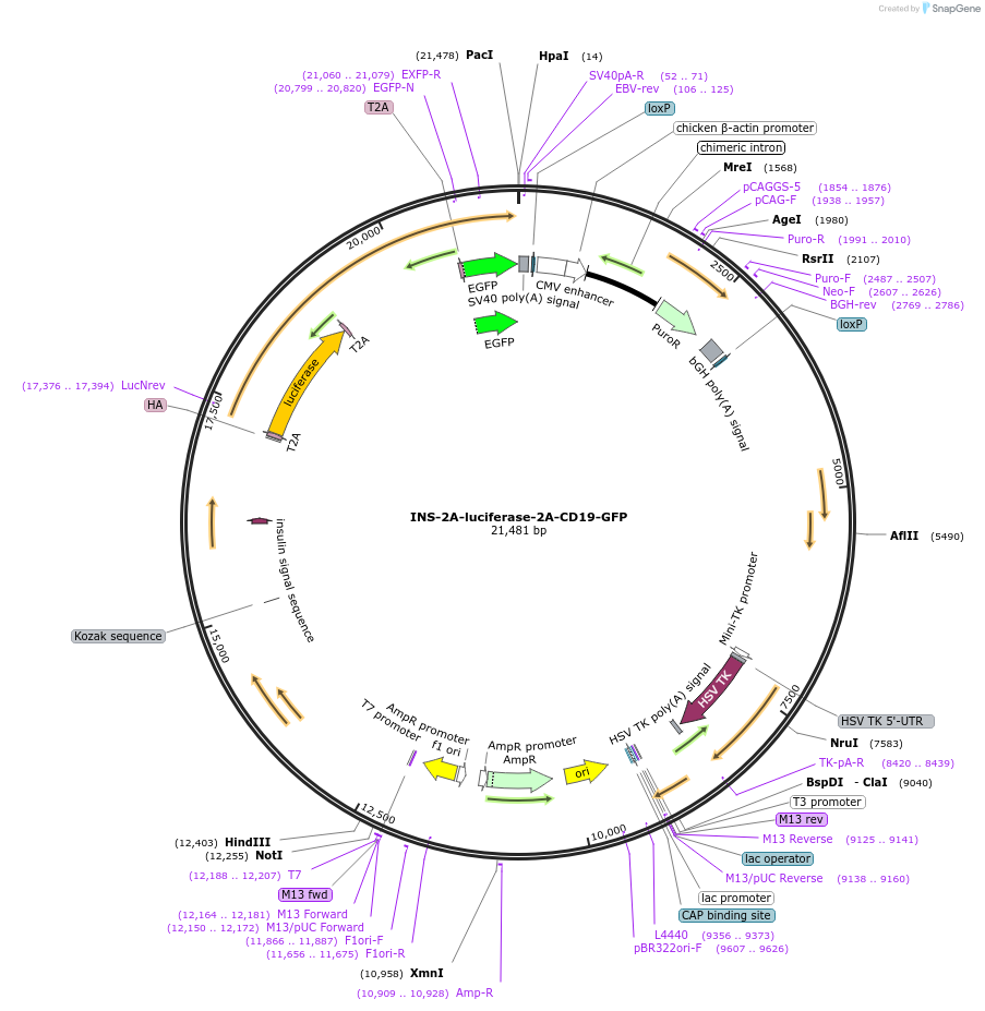 159349-plasmid-map-sequence-id-313044