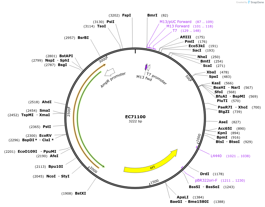 154068-plasmid-map-sequence-id-313094