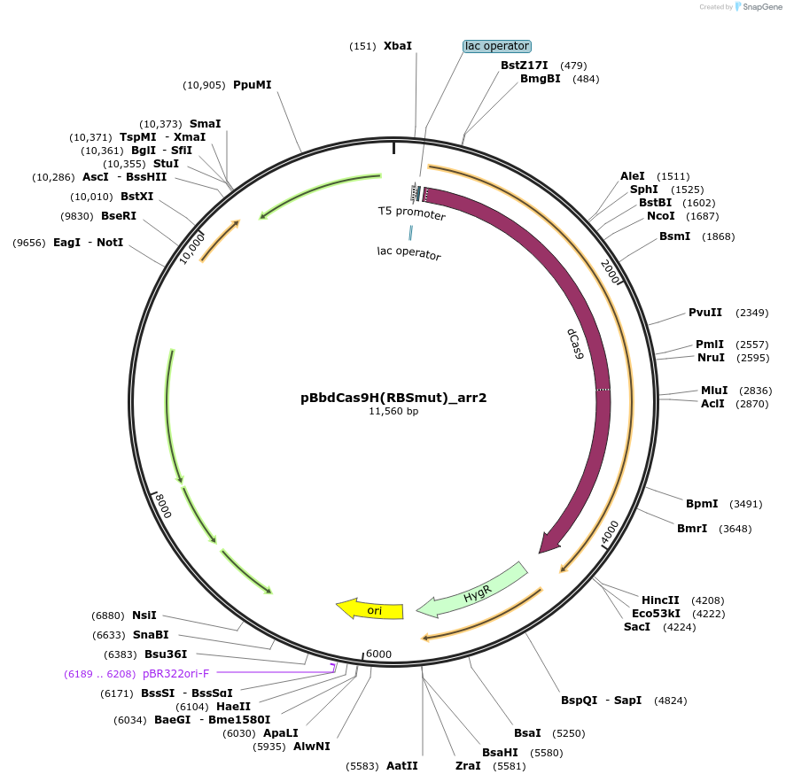 149580-plasmid-map-sequence-id-313112