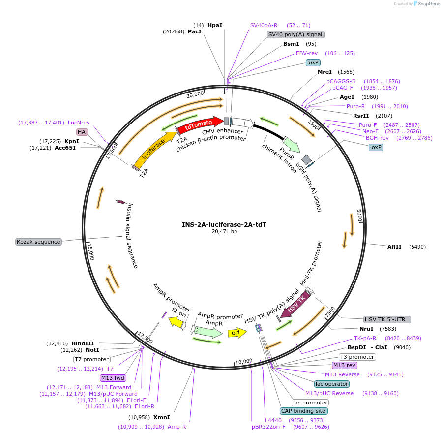 159348-plasmid-map-sequence-id-313118