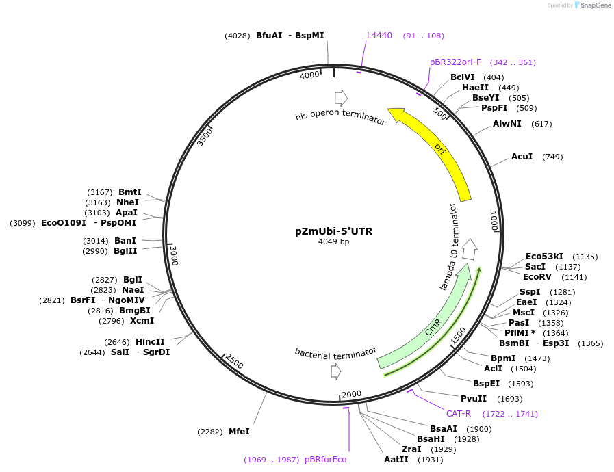 154057-plasmid-map-sequence-id-313121