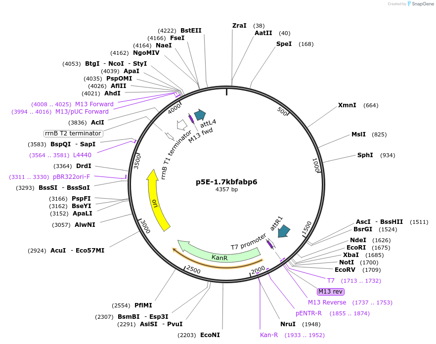 159087-plasmid-map-sequence-id-313127