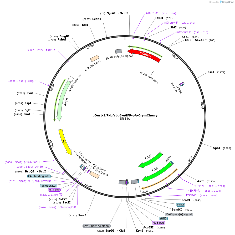 159088-plasmid-map-sequence-id-313129