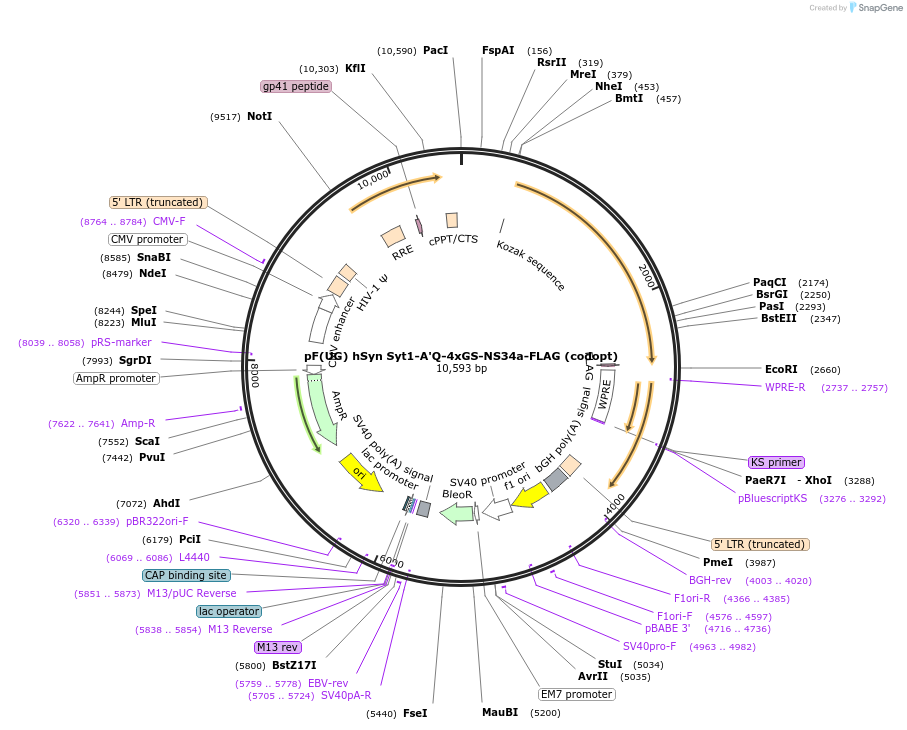 158771-plasmid-map-sequence-id-313157