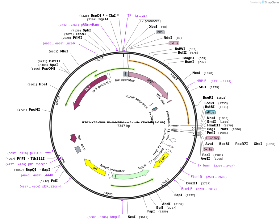 159560-plasmid-map-sequence-id-313159