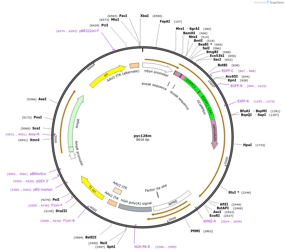 158777-plasmid-map-sequence-id-313160