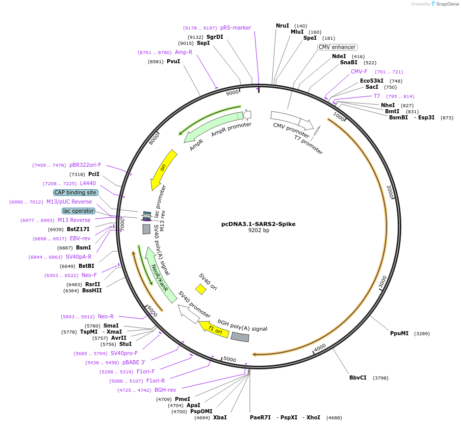 145032-plasmid-map-sequence-id-313164