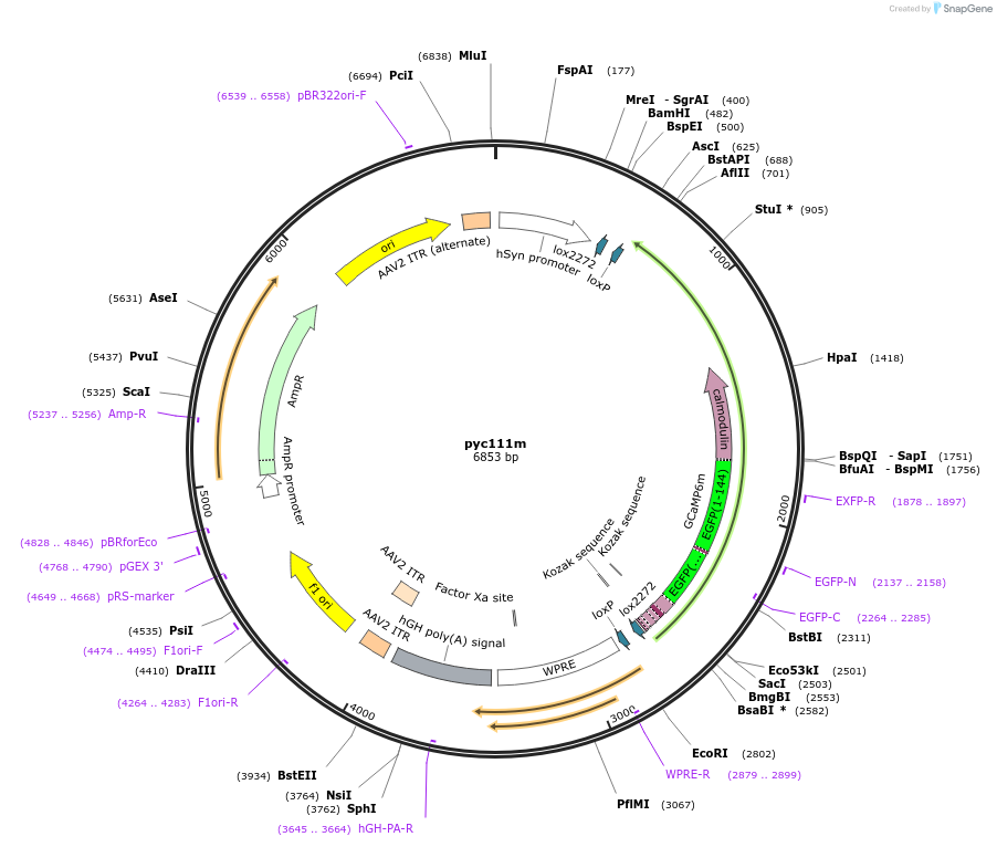 158779-plasmid-map-sequence-id-313165
