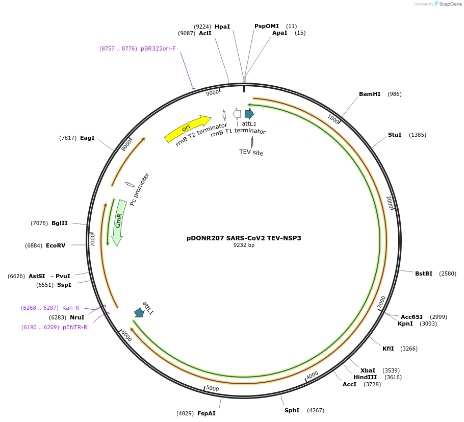 154402-plasmid-map-sequence-id-313166