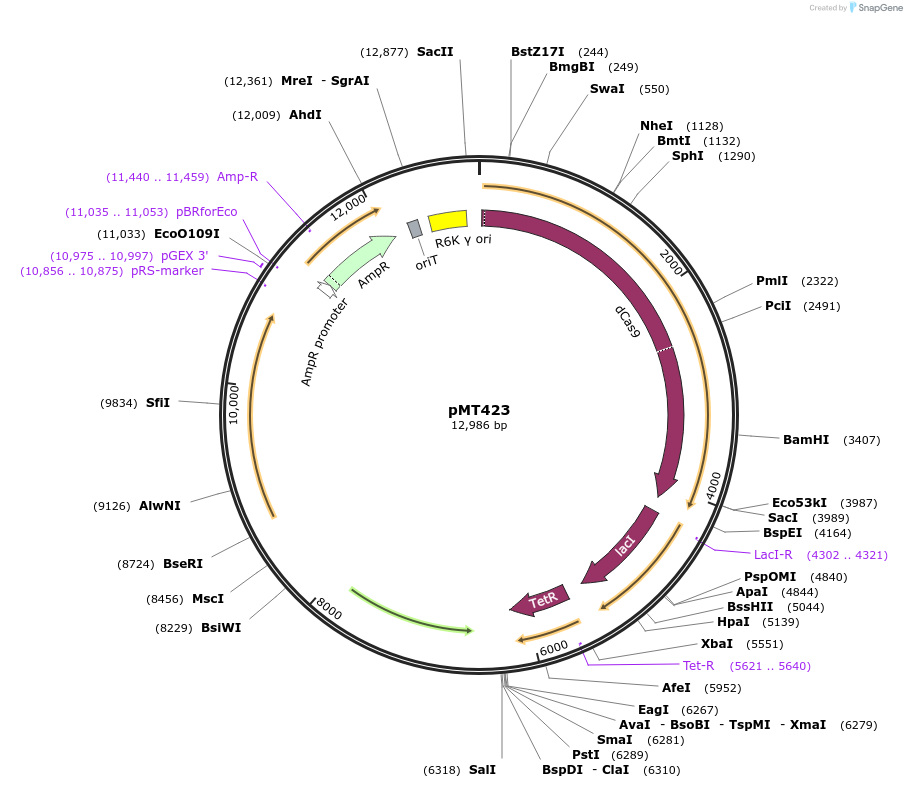 139382-plasmid-map-sequence-id-313187
