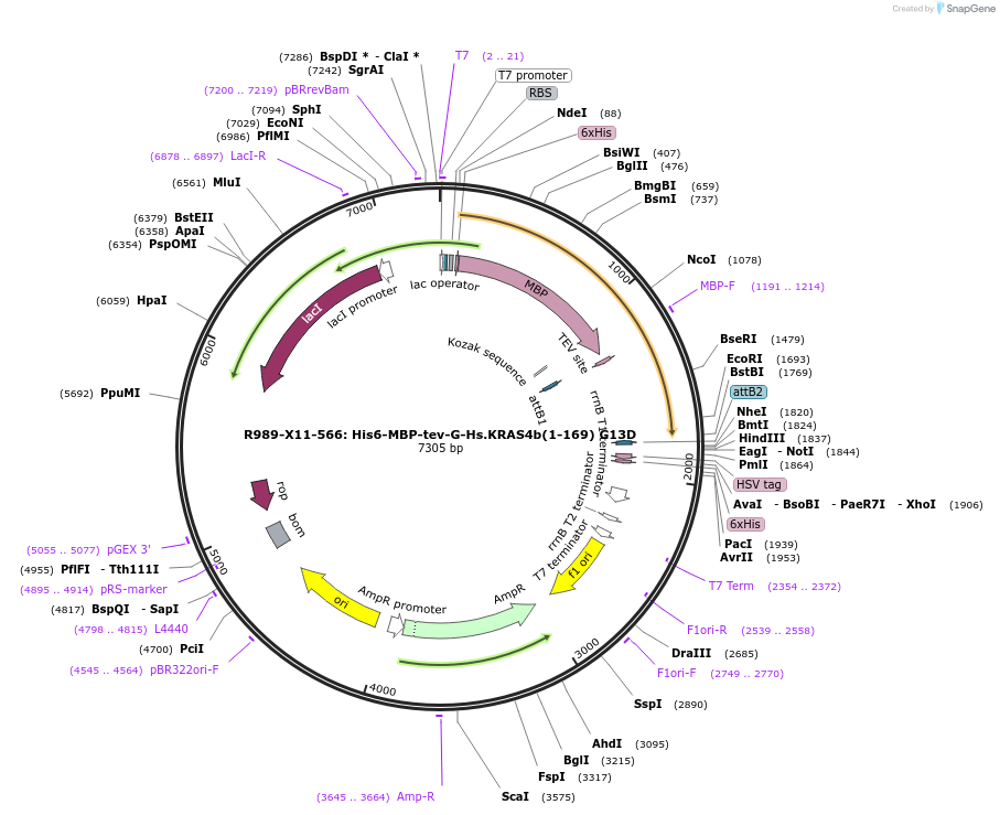 159543-plasmid-map-sequence-id-313199