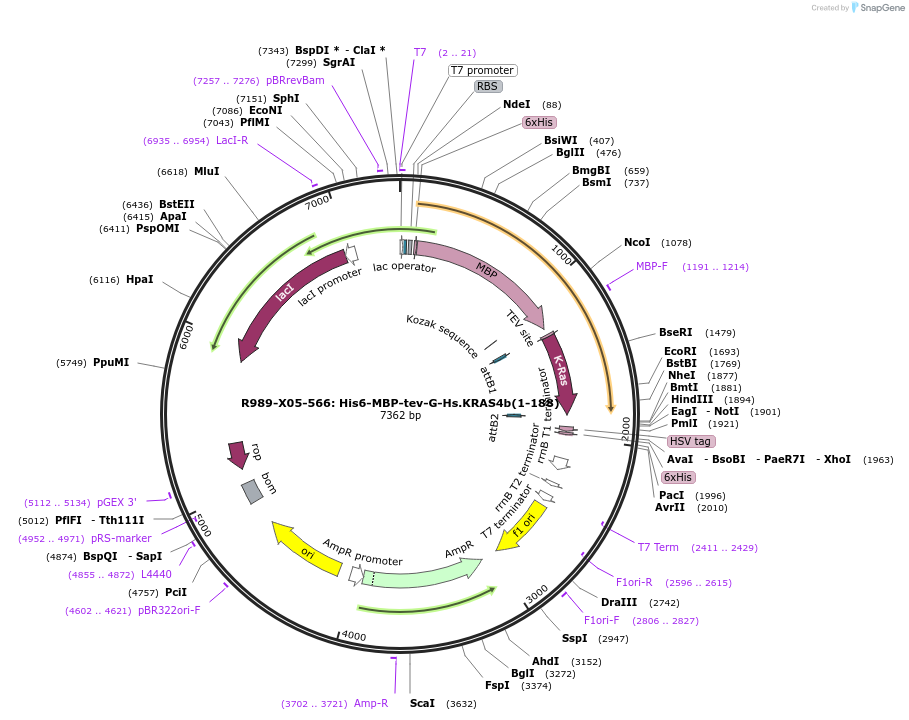 159546-plasmid-map-sequence-id-313202