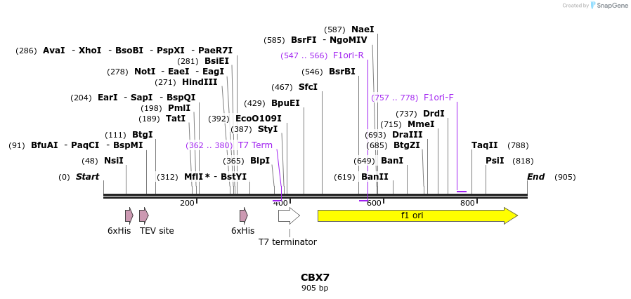 31321_map