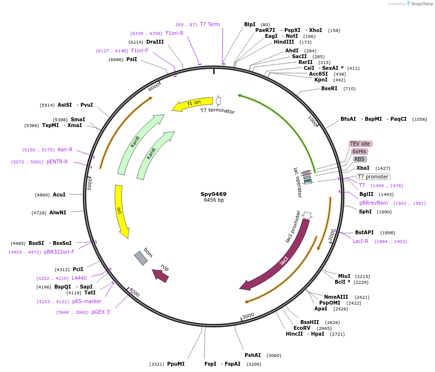 159996-plasmid-map-sequence-id-313210