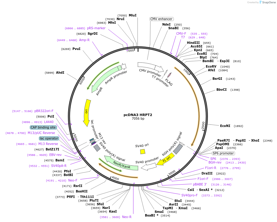 11048-plasmid-map-sequence-id-313215