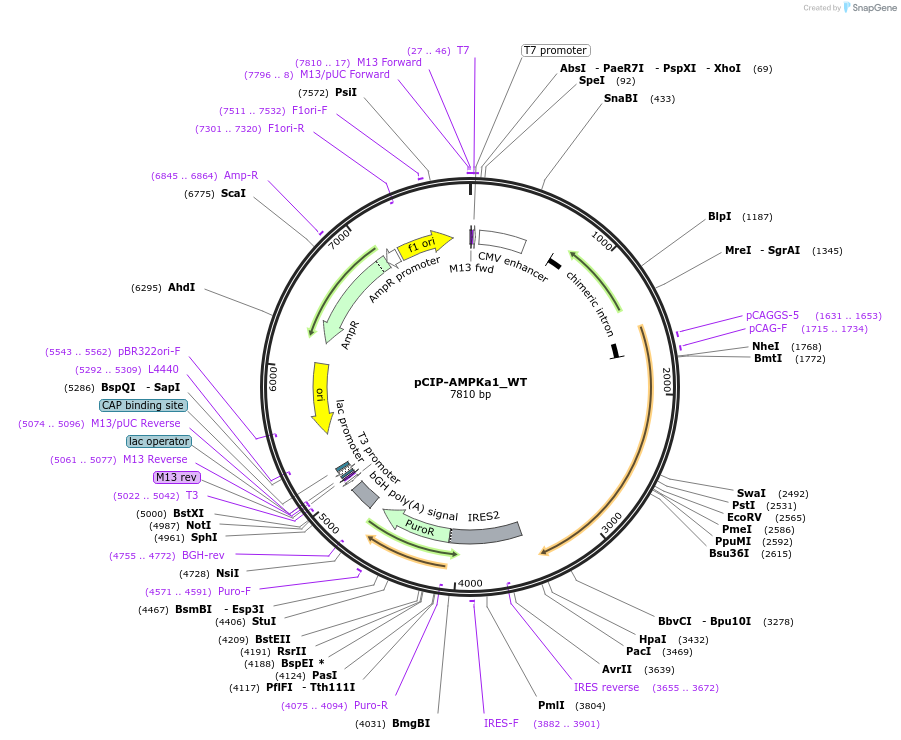 79010-plasmid-map-sequence-id-313221